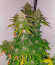 Сорт Super Lemon Haze x GMO fem от Green House Seeds