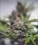 Сорт Crystal METH Auto fem (FastBuds)