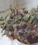 Сорт Crystal METH Auto fem (FastBuds)