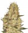 Сорт Crazy Miss Hyde fem (Samsara Seeds)