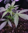 Сорт Six Shooter Auto fem (FastBuds)