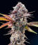 Сорт Marshmallow OG fem (Compound Genetics)