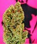 Сорт Chronic Ryder Auto fem (Doctor’s Choice)