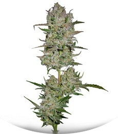 Jack 47 Auto fem (Sweet Seeds)