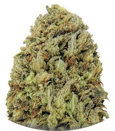 Fast & Vast Auto fem (Heavyweight Seeds)