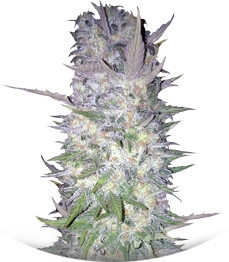 Green Love Potion fem (Samsara Seeds)
