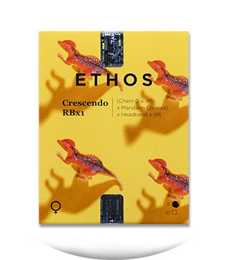 Crescendo RBX1 fem (Ethos Genetics)