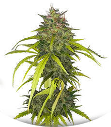 Dos-Si-Dos Cookies Autoflower fem (Easy Grow Seeds)