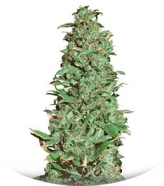 High Level fem (Eva Seeds)