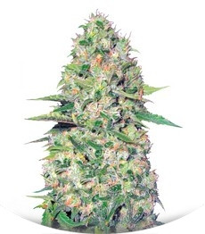 Auto Jack Hair fem (Bulk Seed Bank)