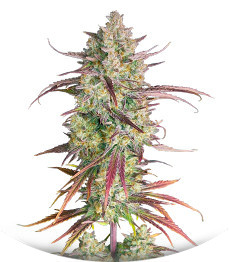 Frostbanger Auto F3 fem (FastBuds)