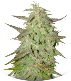 Maroc fem (Female Seeds)