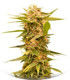 Black Dream fem (Eva Seeds)