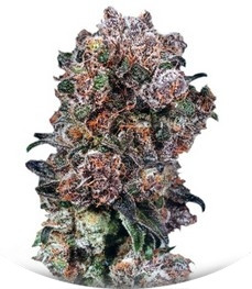 Blueberry regular (Dutch Passion)