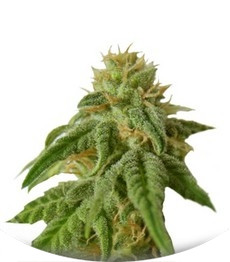 Afrodite Max Auto fem (Kannabia Seeds)