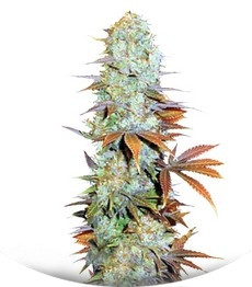 Somango fem (Bulk Seed Bank)