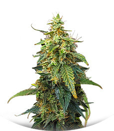 Fat Bastard Auto fem (Blimburn Seeds)