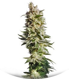 Mataro Blue fem (Kannabia Seeds)