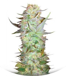Auto Dubai Poison fem (Bulk Seed Bank)