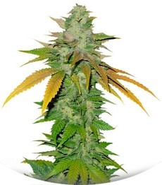TNT Kush fem (Eva Seeds)