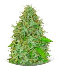 2 Fast 2 Vast Auto fem (Heavyweight Seeds)