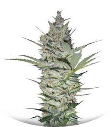 AK-47 fem (Serious Seeds)