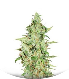 Euforia fem (Dutch Passion)