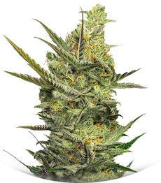 Gipsy Haze fem (Eva Seeds)