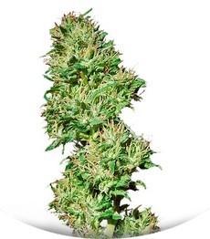 Utopia Haze fem (Barney's Farm)