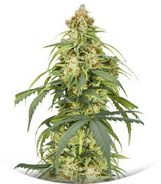 Auto CBD-Victory fem (Dutch Passion)