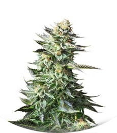 Amnesia Haze fem (RQS)