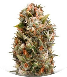 Chemdawg fem (Humboldt Seeds)