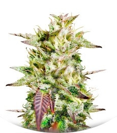 Сорт Caramelo Early Version мини