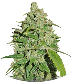 Cannatonic fem (Resin Seeds)