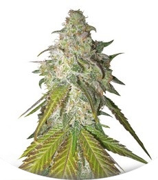 Sour Diesel fem (RQS)