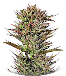 Thin Mint x Sour Pinot Auto (Barney's Farm)