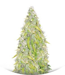 Rock Machine Auto fem (Doctor’s Choiсe)