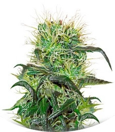 Bad Azz Kush fem (Barney's Farm)