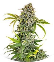 Orange President Auto fem (FastBuds)