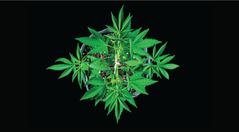 Какие макро и микроэлементы необходимы конопле