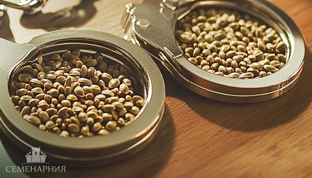 Что говорит закон о семенах конопли