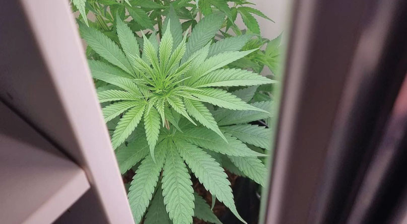 Микроклимат для конопли