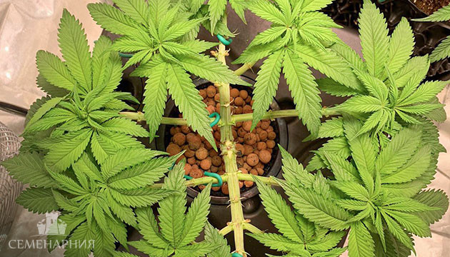 Техника Мейн-лининг